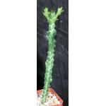 Euphorbia cussoniodes 4-inch pots