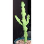 Euphorbia cv ‘Sunrise’ 8-inch pots