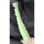 Euphorbia cv ‘Sunrise’ 4-inch pots