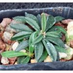 Euphorbia cylindrifolia ssp. cylindrifolia 2-inch pots