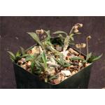 Euphorbia cylindrifolia ssp. cylindrifolia 4-inch pots