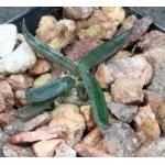Euphorbia cylindrifolia ssp. tuberifera 2-inch pots