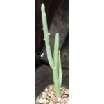 Euphorbia damarana 4-inch pots