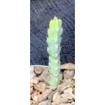 Euphorbia debilispina 2-inch pots