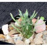 Euphorbia decepta (GM 523) 2-inch pots