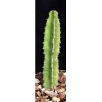Euphorbia decliviticola 5-inch pots