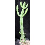Euphorbia decliviticola one-gallon pots