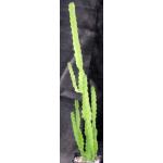 Euphorbia deightonii 5-inch pots