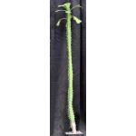 Euphorbia desmondii one-gallon pots