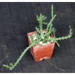 Euphorbia dichroa 3-inch pots
