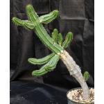 Euphorbia echinus 8-inch pots