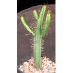 Euphorbia enopla ssp. enopla 5-inch pots