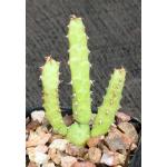 Euphorbia enormis 2-inch pots