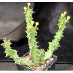 Euphorbia enormis 5-inch pots