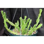 Euphorbia enormis 8-inch pots