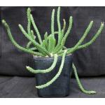 Euphorbia esculenta one-gallon pots