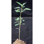 Euphorbia espinosa 4-inch pots