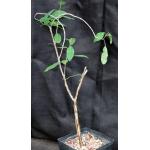 Euphorbia espinosa one-gallon pots