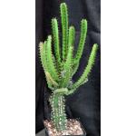 Euphorbia evansii 5-inch pots