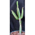 Euphorbia excelsa 8-inch pots