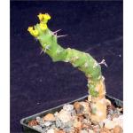Euphorbia fascicaulis 3-inch pots
