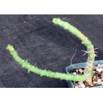 Euphorbia fascicaulis 4-inch pots