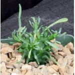 Euphorbia fasciculata 4-inch pots