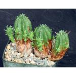 Euphorbia ferox 5-inch pots