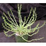 Euphorbia flanaganii 4-inch pots