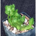 Euphorbia flanaganii (crest) 3-inch pots