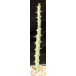 Euphorbia fluminis 5-inch pots