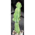 Euphorbia fortissima 4-inch pots