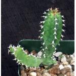 Euphorbia fractiflexa 4-inch pots