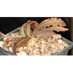 Euphorbia francoisii var. crassicaule fm rubra 5-inch pots