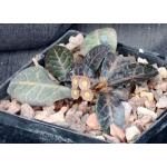 Euphorbia francoisii var. crassicaule fm rubra 5-inch pots