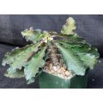 Euphorbia francoisii x capsaintemariensis 4-inch pots
