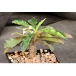 Euphorbia francoisii x capsaintemariensis 5-inch pots
