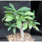Euphorbia francoisii x capsaintemariensis one-gallon pots