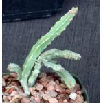 Euphorbia franckiana (crest) 5-inch pots