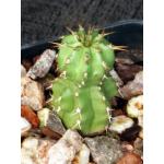 Euphorbia frankii 2-inch pots