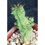 Euphorbia frankii 4-inch pots