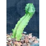 Euphorbia fruticosa 4-inch pots