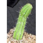 Euphorbia fruticosa 5-inch pots