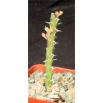 Euphorbia furcata 4-inch pots