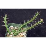 Euphorbia furcata 5-inch pots