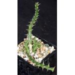 Euphorbia furcata (WY 1130) 4-inch pots