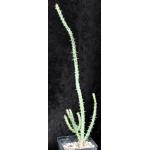 Euphorbia galgalana (B&L 765) 5-inch pots