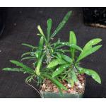 Euphorbia genoudiana 4-inch pots