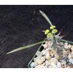 Euphorbia genoudiana 4-inch pots