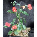 Euphorbia geroldii 5-inch pots